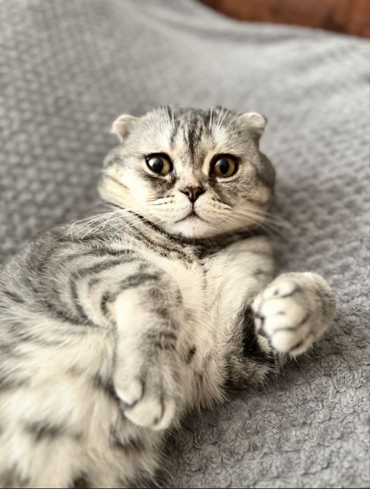 Вязка шотланский кот