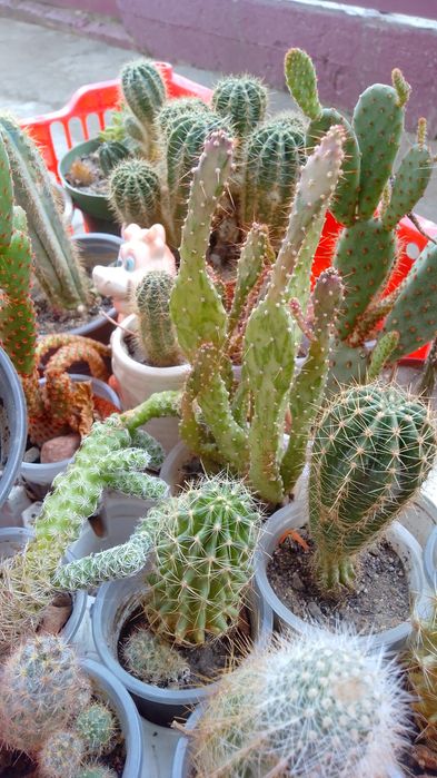 Обмен комнатных цветов.