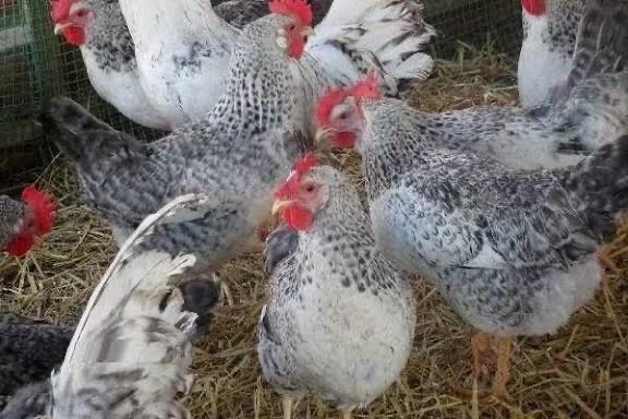 Гигант барвистая