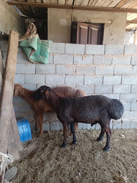 Гиссары қошқарлар сатылады