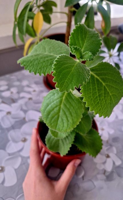 Продаются комнатные растения