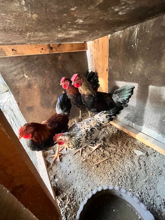 Хуроз домашний Петух