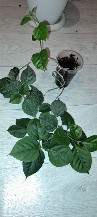 Домашние растения, цветущие