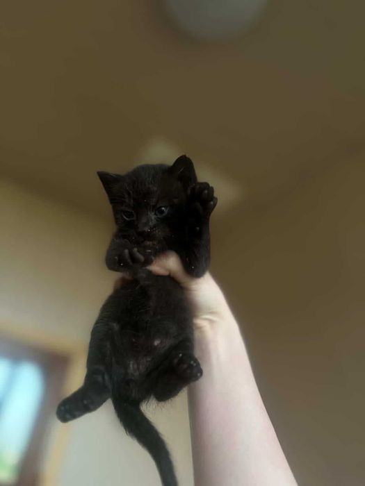 Котятки, около месяца