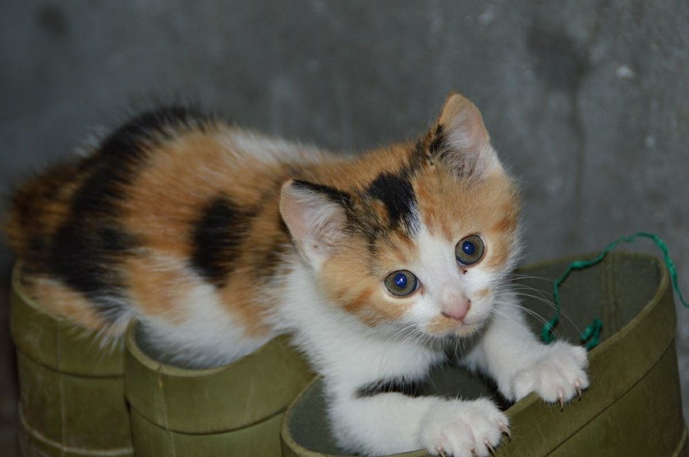 Милые котятки , три кошечки трехцветные