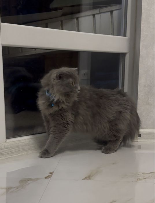 Продаётся вислоухий длинношерстный мальчик,