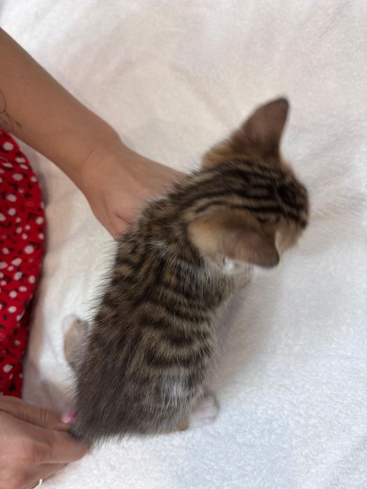 Продажа бенгальских котят