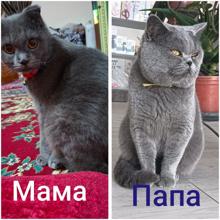 Продаётся котята породистый от правильной вязки