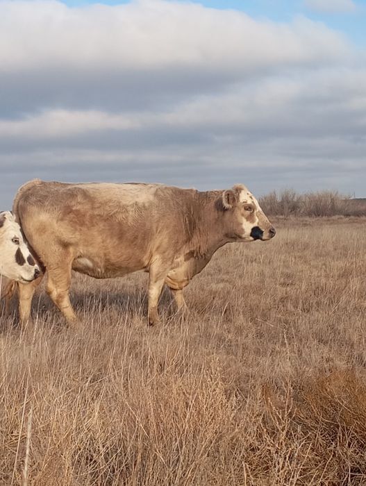 Продаются коровы