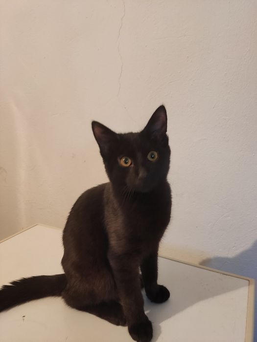 Котенок в добрые руки