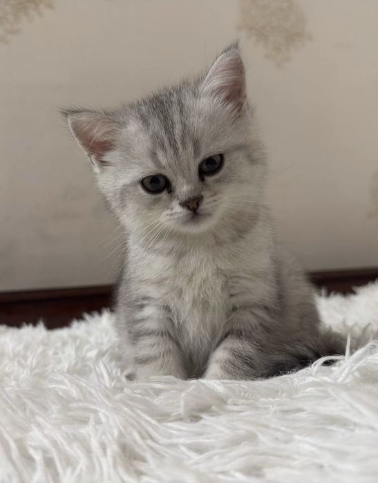 British shorthair femelă dispnobilă