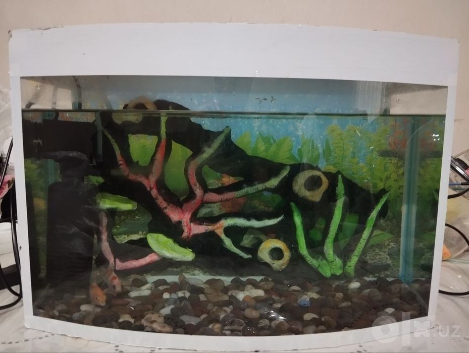 Akvarium sotiladi 30 litr ovalniy