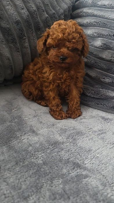 Запазен !Пудел той момче с документ за произход над пет поколения