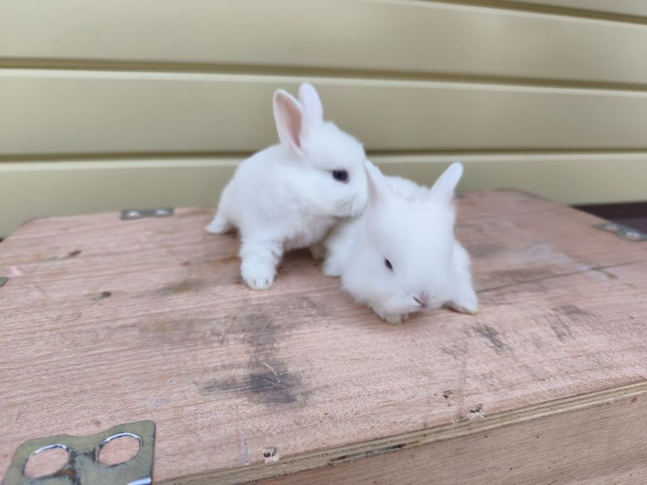 Продам декоративных кроликов