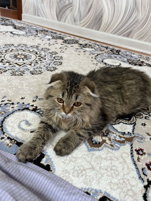 Мысык сатылады 4айлык