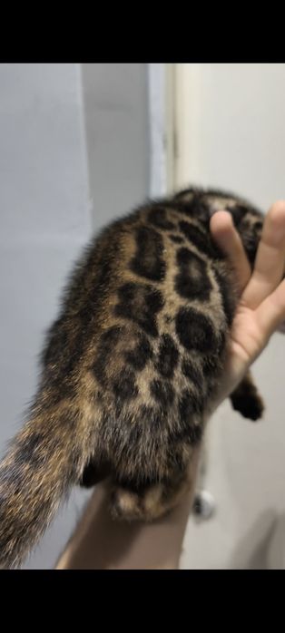 Bengal oʻgʻil qiz sotiladi sogʻlom 2oylikdan oʻtdi manzil Namangan