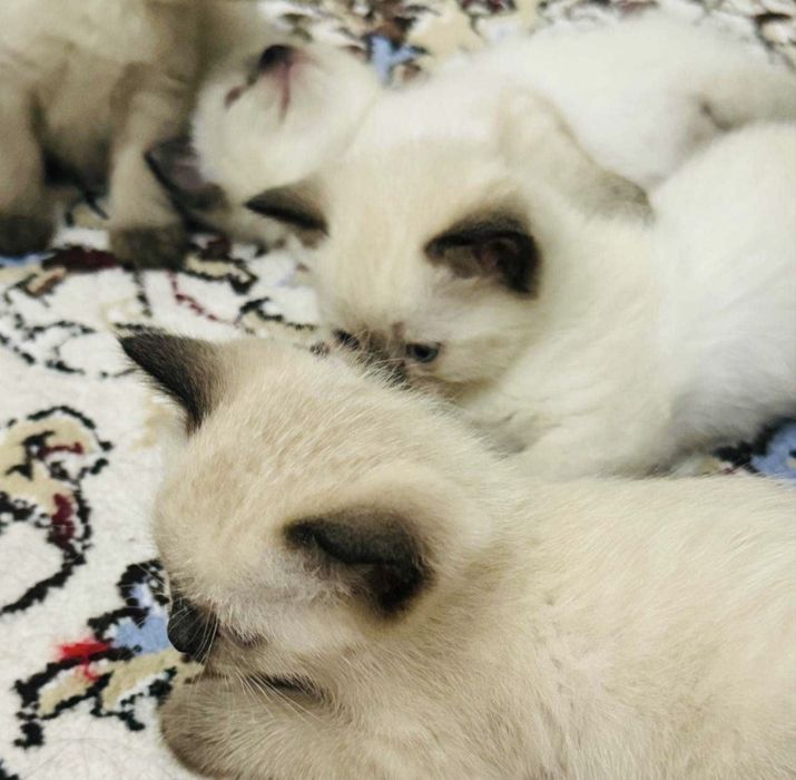 Сиамские  котята