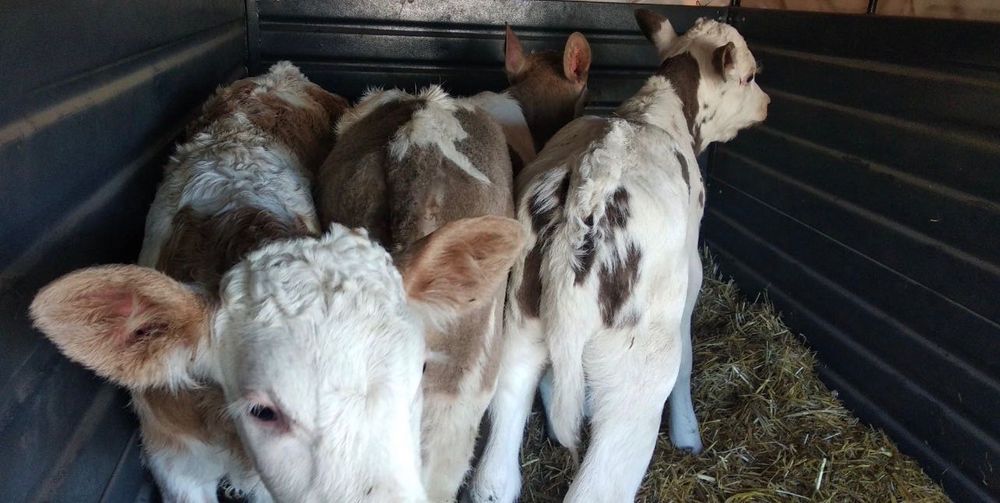 Продам телят 10 штук