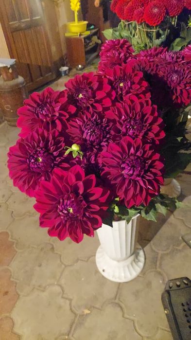 Посадочный материал Георгин Торнадо