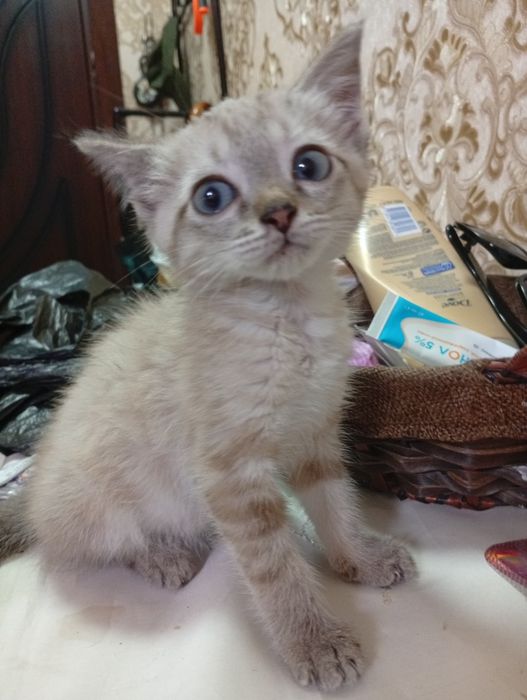 БЕСПЛАТНО,  ЛИНКС ПОЙНТ,котенок породистый  1,5 месяца, девочка