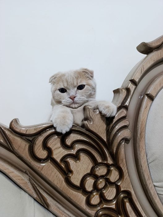 Кошка очень хорошая кошка мужичок