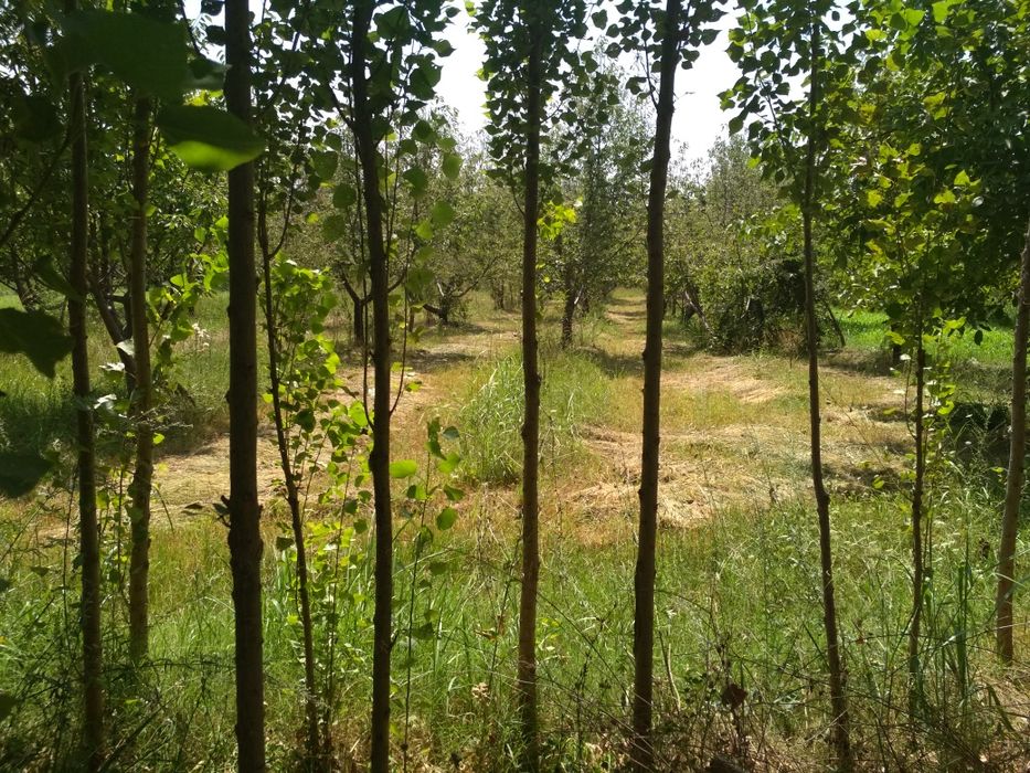 Tiraqurgon, past naymanchada Bog, gilos, hurmo, terak daraxtlari bor