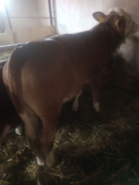 vând vițică 0000