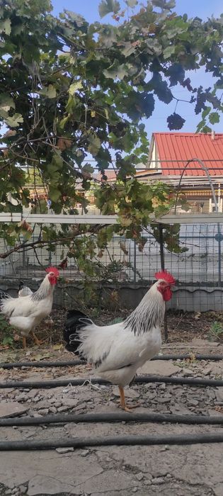 Куры петухи Адлеры