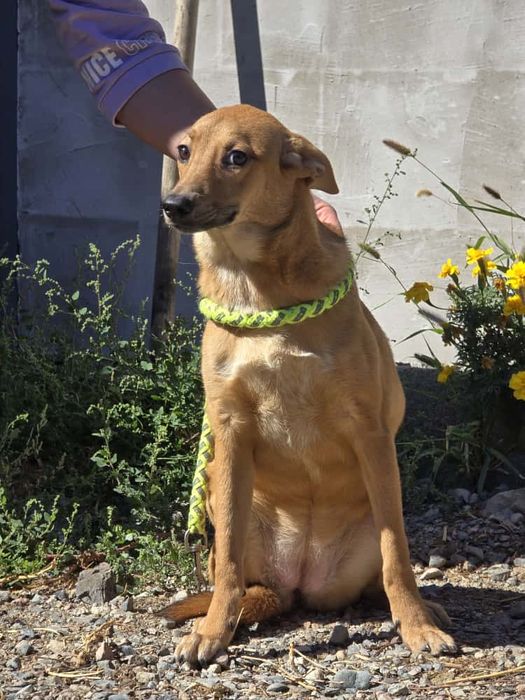 Щенок-девочка Нэна, 8 месяцев