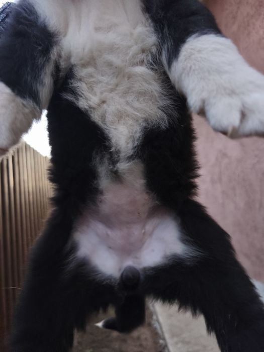 Щенок лайки 2 месяца