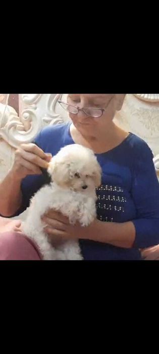 ТИКАП эксклюзивная  малышка