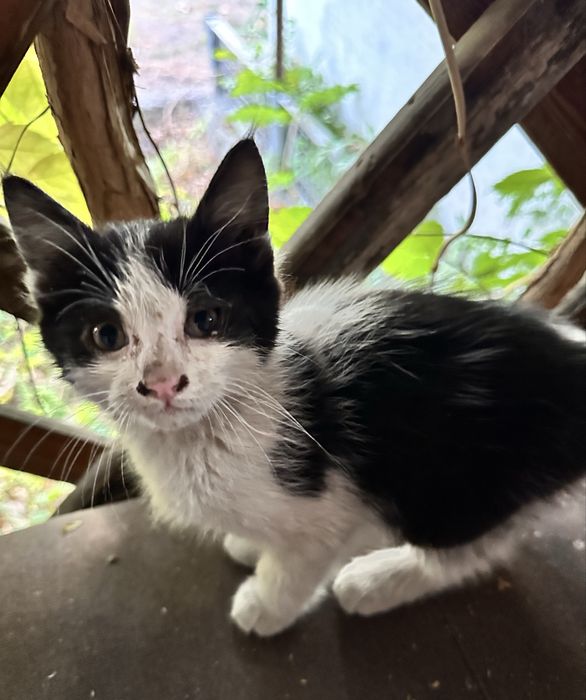Отдамдим 2 котят девочек