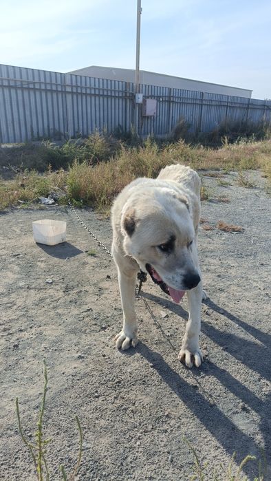 Отдам собаку в добрые руки