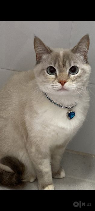 Скидка!! Ошейник синийи розовый для кошек!
Шикарный  ошейник с инкруст