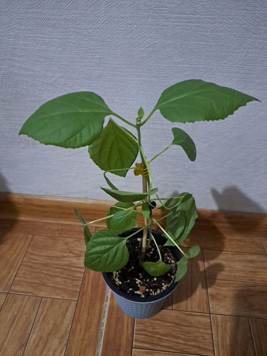 Клеродендрум филиппинский