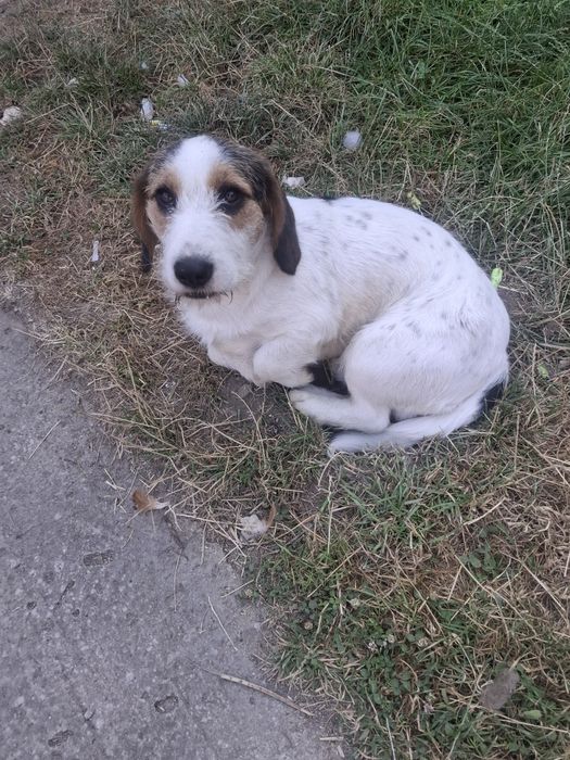 Donez cățel de curte