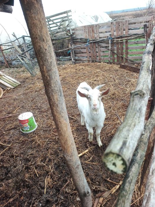 Vând o capra si un tap