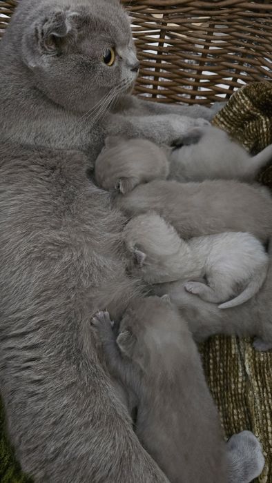 Pisicuțe drăgălașe