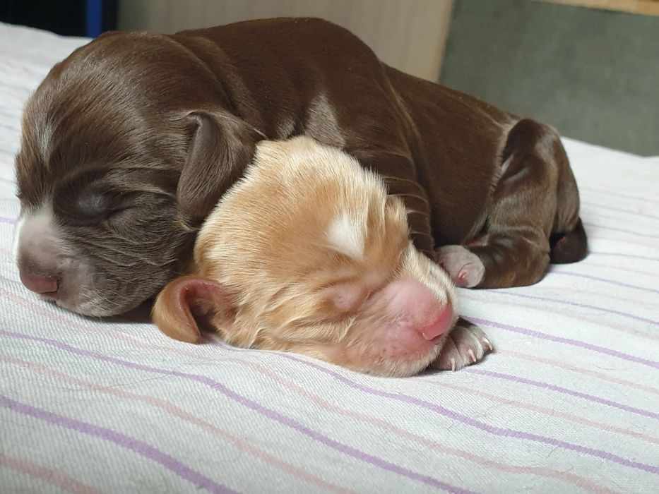 Спаниель! Документы! Чиспопородность!