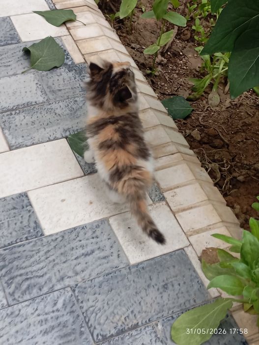 Mushuk Bolalari 3ta bor