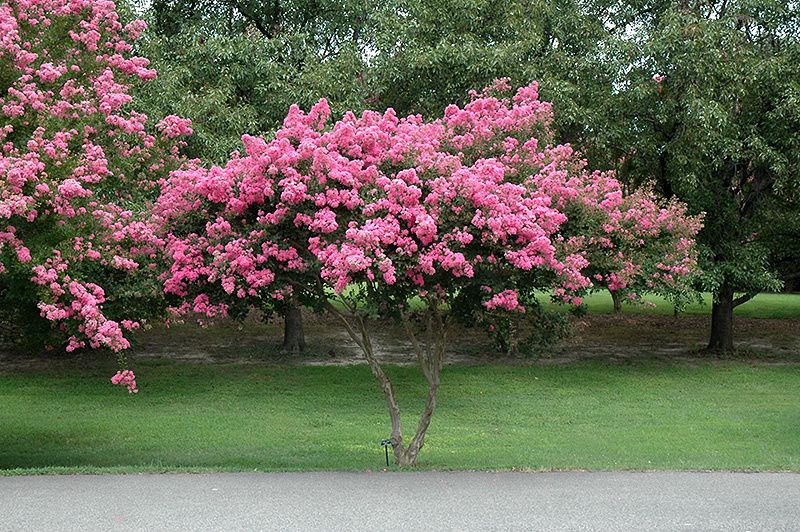 Lagerstroemia- liliac indian
