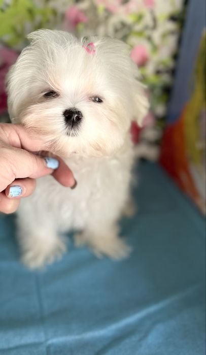 Продаются щенки Мальтезе