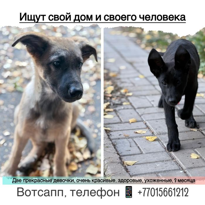 Супер сұлулықпен жыныстық қатынас