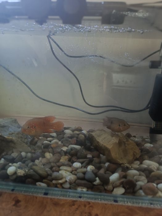 Акварум продаются