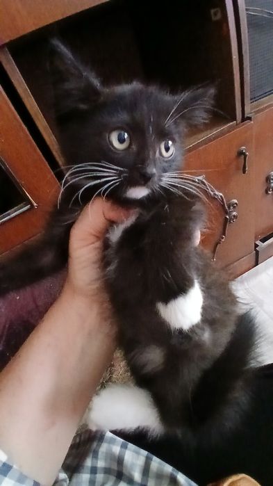 Отдам котят в добрые руки