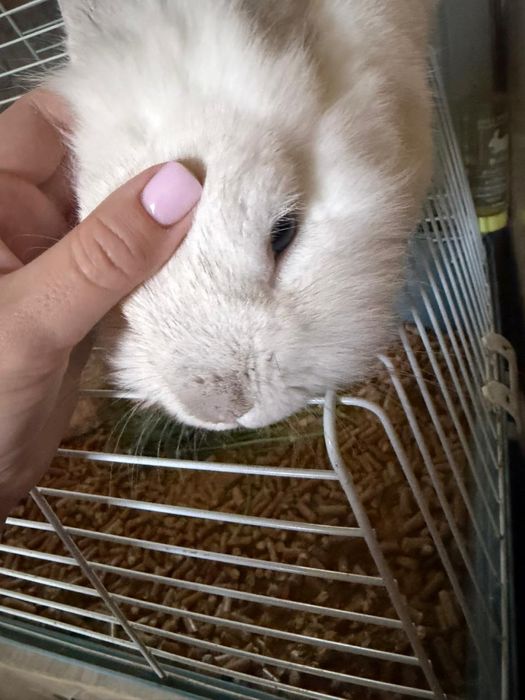 Отдам кролика в добрые руки