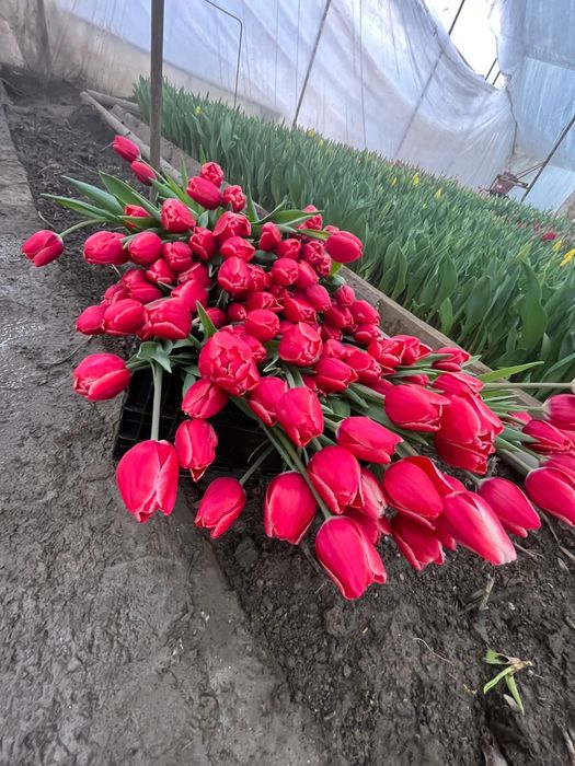 Тюльпаны цветы луковицы