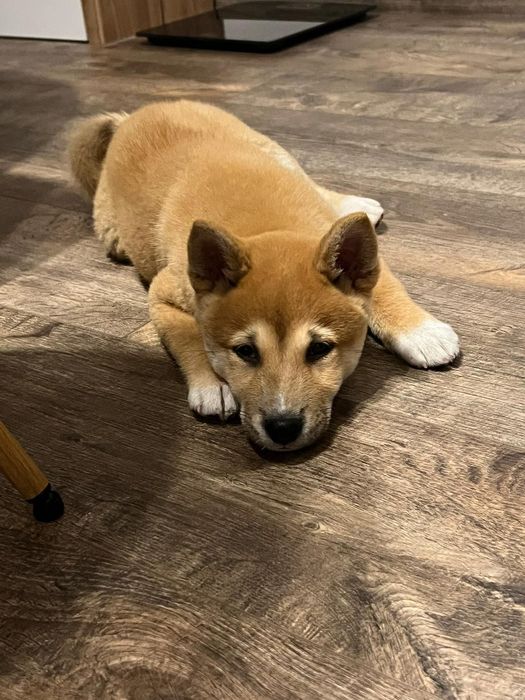 Шиба Ину момченце