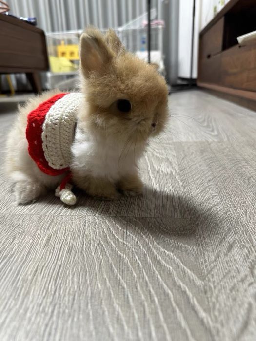 Siz yoqtiradigan karlik quyonchalari