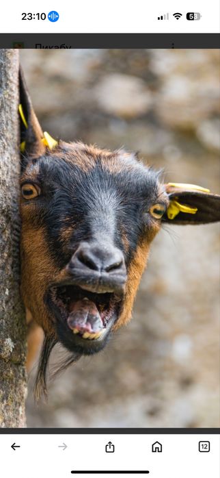 Сауынды ешкі алам